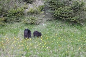 Beautiful mumma black bear and her cub 