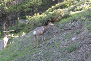 Mule deer on Tunnel Mountain 