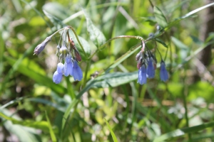 Martensia/bluebell (Mertensia paniculata)