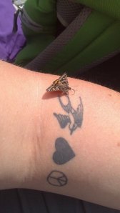 Butterfly friend 