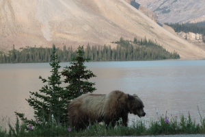 Beautiful Grizzly bear by Bow Lake 